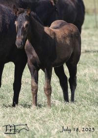 Blue Whip Topping MA's 2023 Black Filly